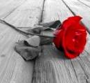 red rose on wood floow - black and white