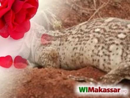 Lubang Biawak di 14 Februari